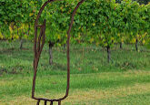 drovers wife